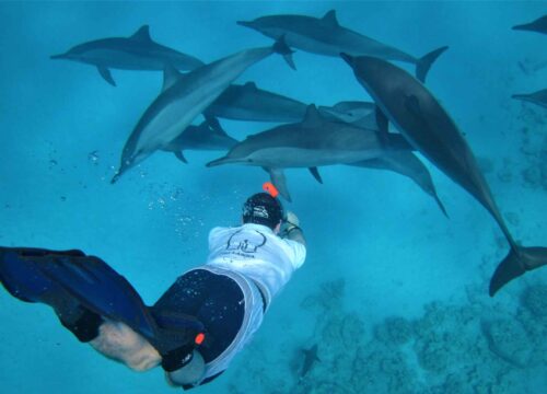 Sataya Reef – Dolphin House