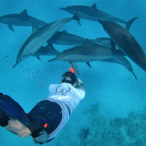 Sataya Reef – Dolphin House